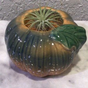 Live airplant and pumpkin decor!